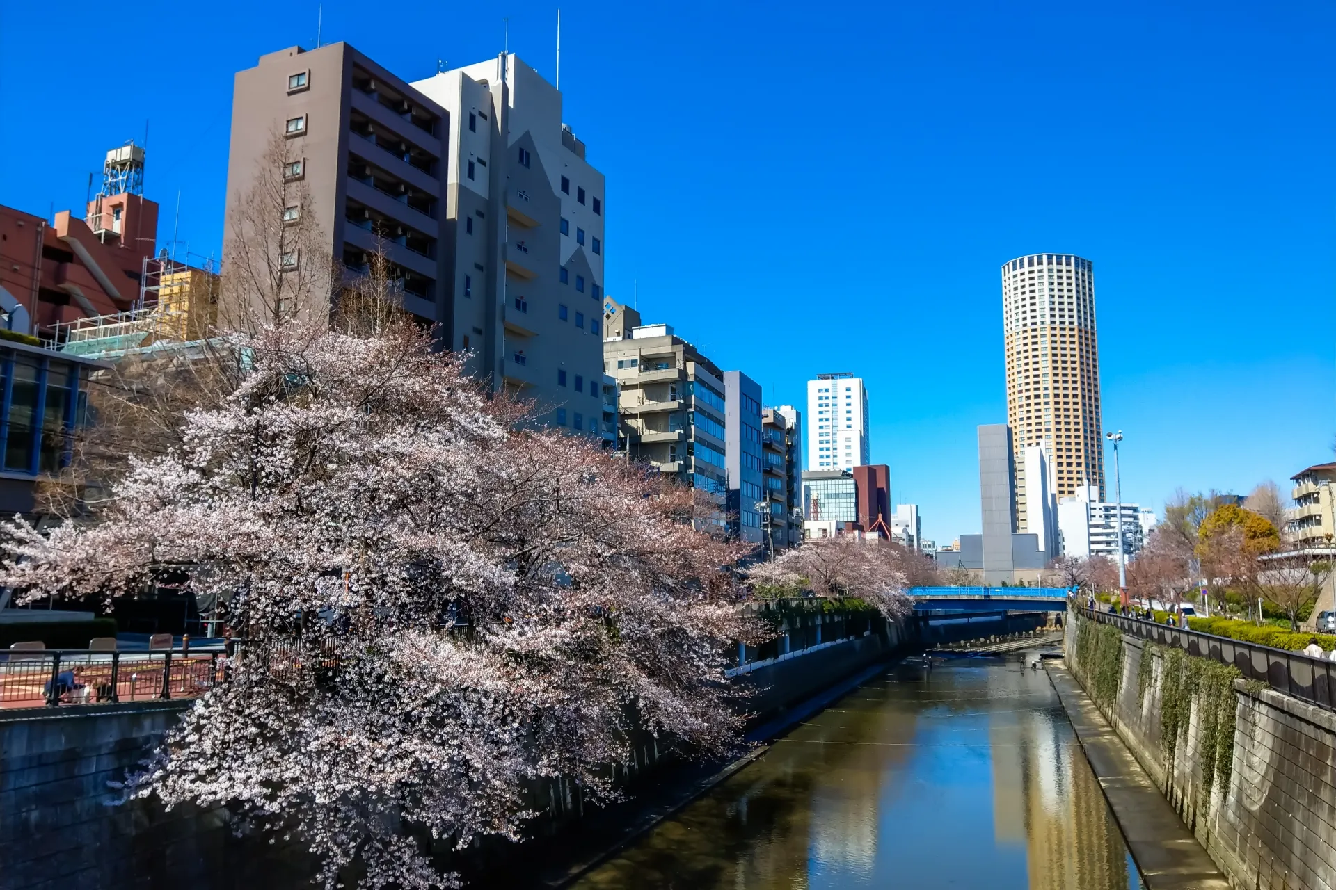 東京都目黒区で人気のエアコンクリーニングサービスとは | 目黒の街並み桜の画像