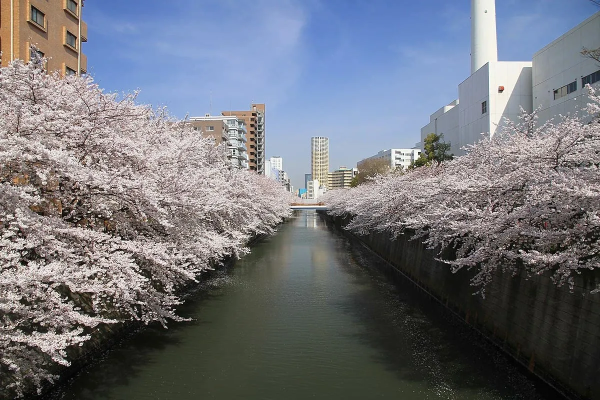 目黒川沿いに満開の桜が咲き誇る春の風景（東京都目黒区）
